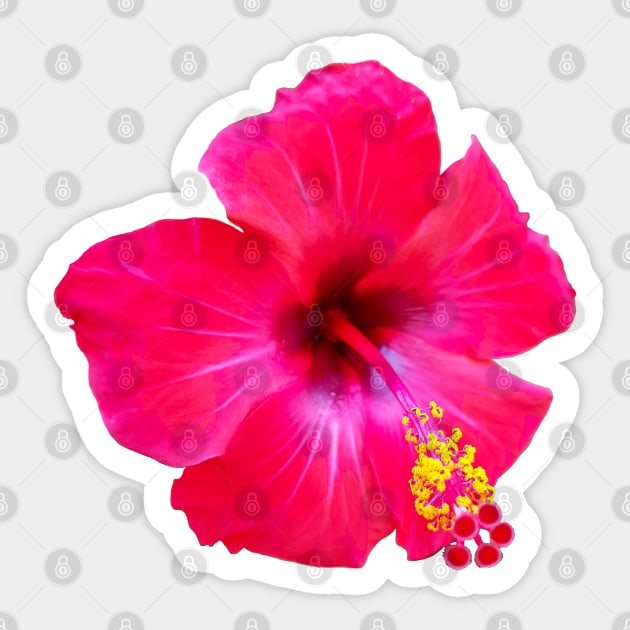 Red Hibiscus Floral Photo Beach Vibe Sticker by ellenhenryart